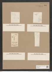 Navicula cancellata var. ammophila form. intermedia Grun. / Grun. (de-Toni-Nr.: Genus 1, Species 116) Zeichnungen Sammlung Grunow Nr. 358 (NHMW-BOT-W0366644)